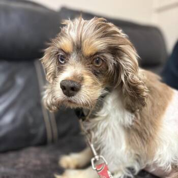 Mixed Breed Dogs Available for Adoption in Mentor, Ohio - Wisteria | PetCurious