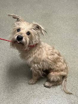 BARNACLE -  Terrier Dog for Adoption in Las Vegas, Nevada - BARNACLE | PetCurious