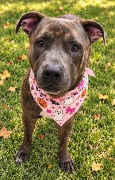 Persephone -  Mixed Breed Dog for Adoption in Hamilton, Ohio - Persephone | PetCurious