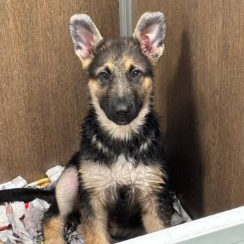 Mixed Breed Dogs Available for Adoption - Schnitzel | PetCurious