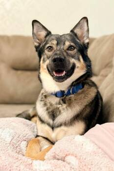 Shepherd and Mixed Breed Dogs Available for Adoption - Gerda | PetCurious
