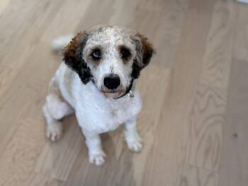 Toby -  Goldendoodle Dog for Adoption in Marblehead, Massachusetts - Toby | PetCurious