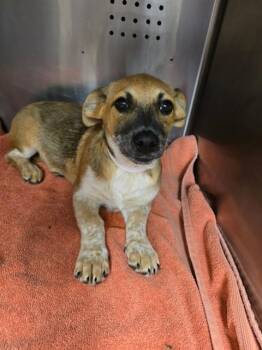 THREE -  Labrador Retriever and Mixed Breed Dog Available for Adoption in Rancho Cucamonga, California - THREE | PetCurious