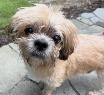 Enzo -  Shih Tzu Dog for Adoption in Foster, Rhode Island - Enzo | PetCurious