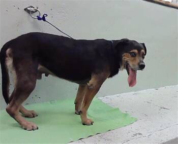 BRUCE -  Labrador Retriever and Mixed Breed Dog for Adoption in Houston, Texas - BRUCE | PetCurious
