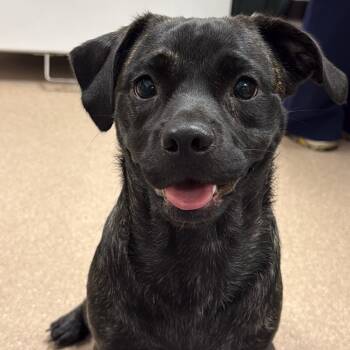 Faye A2295777 -  Pug Dog for Adoption in Los Angeles, California - Faye A2295777 | PetCurious