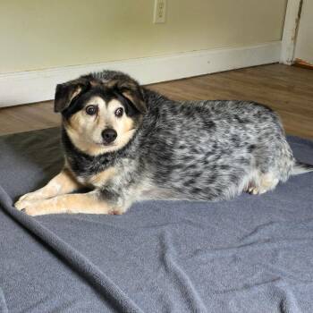 Trigger -  Australian Cattle Dog Blue Heeler Dog for Adoption in Beulaville, North Carolina - Trigger | PetCurious