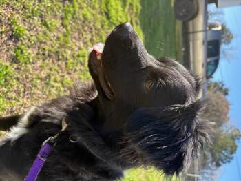 Spaniel Dogs Available for Adoption - Ducky | PetCurious