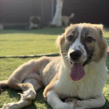 Rescue Canaan Dog Dogs for Adoption in New York, New York - Taj | PetCurious