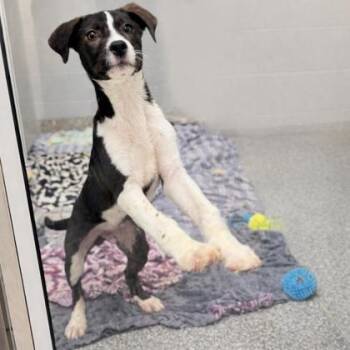 Terrier and Mixed Breed Dogs Available for Adoption - Benji | PetCurious