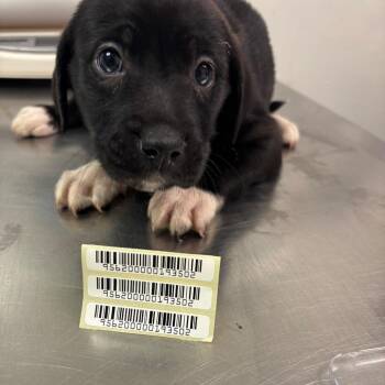 Kerrs -  Mixed Breed Dog for Adoption in Charleston, West Virginia - Kerrs | PetCurious