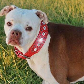 Stuey -  American Staffordshire Terrier Dog for Adoption in Kingman, Arizona - Stuey | PetCurious