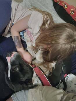 Terrier Dogs Available for Adoption - Sir Wagsalot  | PetCurious