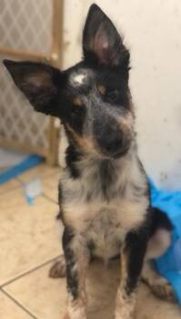 Rescue Australian Cattle Dog Blue Heeler Dogs for Adoption in Colleyville, Texas - Bluey | PetCurious