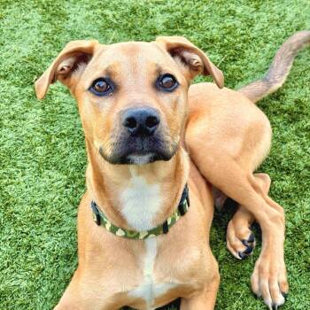 Canelo -  Mixed Breed Dog for Adoption in Matteson, Illinois - Canelo | PetCurious