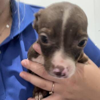 Chihuahua and Mixed Breed Dogs Available for Adoption in Richmond Hill, Georgia - Darla | PetCurious