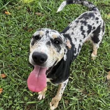 Remi -  Australian Shepherd and Mixed Breed Dog for Adoption in Brownsboro, Alabama - Remi | PetCurious