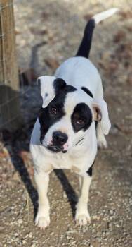 Rescue Pit Bull Terrier Dogs for Adoption in Woodsfield, Ohio - Petey | PetCurious