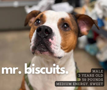 Rescue Pit Bull Terrier Dogs for Adoption in Ashland, Kentucky - Mr. Biscut | PetCurious