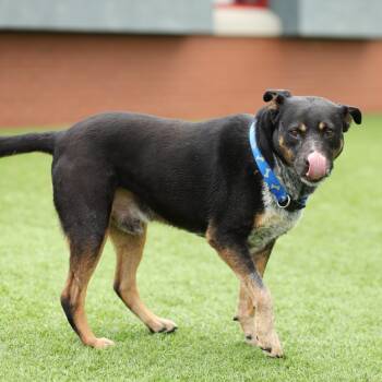 Rescue Australian Cattle Dog Blue Heeler Dogs for Adoption in Jasper, Indiana - Gramm | PetCurious
