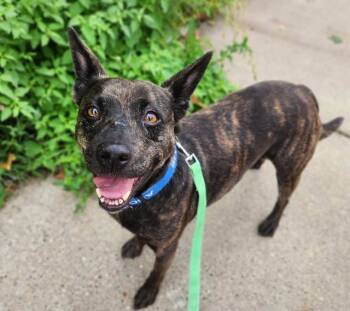 SASSY -  Pit Bull Terrier and Mixed Breed Dog for Adoption in Minneapolis, Minnesota - SASSY | PetCurious
