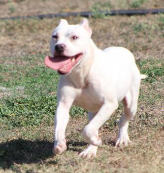 Wyatt -  Pit Bull Terrier Dog for Adoption in Temple, Texas - Wyatt | PetCurious