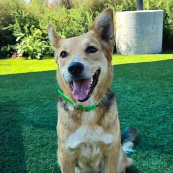 Marvel -  German Shepherd Dog and Mixed Breed Dog for Adoption in Idaho Falls, Idaho - Marvel | PetCurious