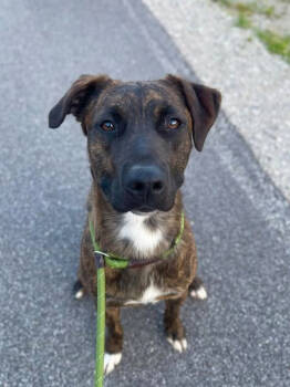 Rescue Mountain Cur Dogs for Adoption in Ashland, Kentucky - Bruce | PetCurious
