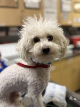 HOWY -  Poodle Dog for Adoption in Riverside, California - HOWY | PetCurious