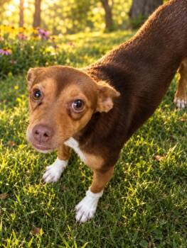 Lynn -  Chihuahua Dog for Adoption in Murray, Kentucky - Lynn | PetCurious