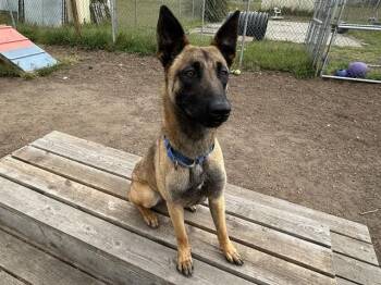Belgian Shepherd Malinois Dogs Available for Adoption in Mckinleyville, California - SPARROW | PetCurious