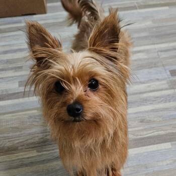 Cecilia -  Mixed Breed Dog for Adoption in Rockville, Maryland - Cecilia | PetCurious