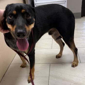 Peanut Puppers -  Bluetick Coonhound Dog for Adoption in Lufkin, Texas - Peanut Puppers | PetCurious