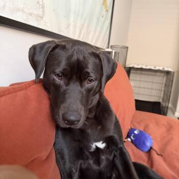Raven -  Labrador Retriever Dog for Adoption in Martinez, California - Raven | PetCurious