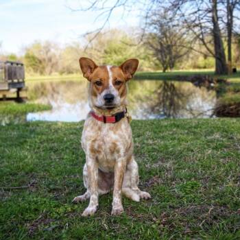 Australian Cattle Dog Blue Heeler Dogs Available for Adoption - Chloe | PetCurious