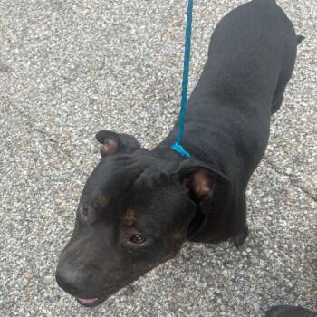 Enzo -  Terrier and Mixed Breed Dog for Adoption in Montgomery, Alabama - Enzo | PetCurious