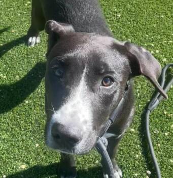 Tux -  Border Collie and Pit Bull Terrier Dog for Adoption in Golden, Colorado - Tux | PetCurious
