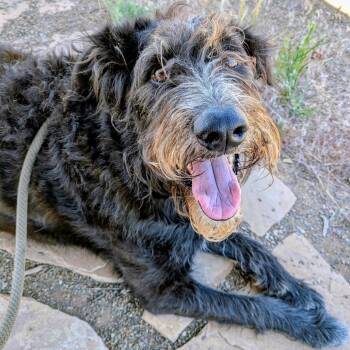 Axle -  Irish Wolfhound and Mixed Breed Dog for Adoption in Flagstaff, Arizona - Axle | PetCurious