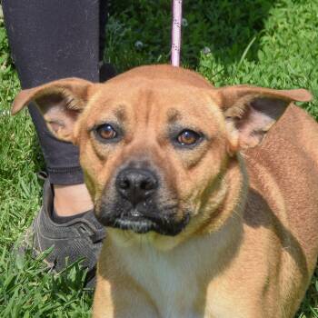 Cattle Dog and Australian Kelpie Dogs Available for Adoption in Huntley, Illinois - Lilo | PetCurious