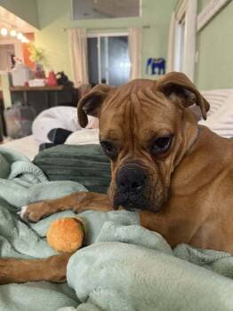 Boxer Dogs Available for Adoption in Denver, Colorado - Laney | PetCurious