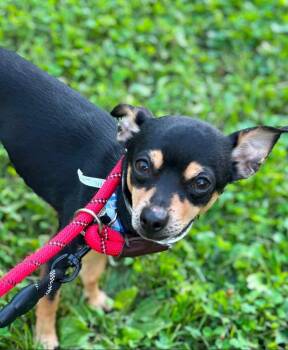 Eddy -  Miniature Pinscher Dog for Adoption in Warren, Ohio - Eddy | PetCurious