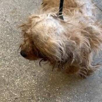 YORK-Stray-16180 -  Terrier and Mixed Breed Dog for Adoption in York, Pennsylvania - YORK-Stray-16180 | PetCurious