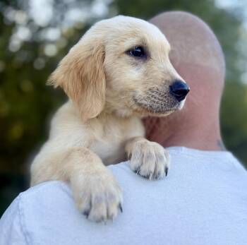 Archer -  Golden Retriever Dog for Adoption in Iron Ridge, Wisconsin - Archer | PetCurious