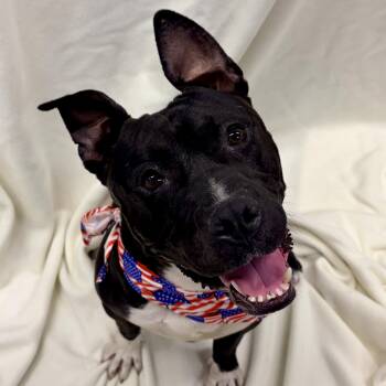 Wilbur -  Mixed Breed Dog for Adoption in South Kingstown, Rhode Island - Wilbur | PetCurious