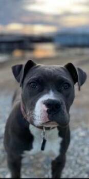 Pit Bull Terrier Dogs Available for Adoption - Ellie GDP | PetCurious