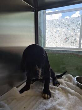 Pen 237 -  Great Dane and Pit Bull Terrier Dog for Adoption in Lawrenceville, Georgia - Pen 237 | PetCurious