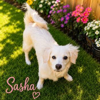 Sasha -  Chihuahua and Dachshund Dog for Adoption in Phoenix, Arizona - Sasha | PetCurious