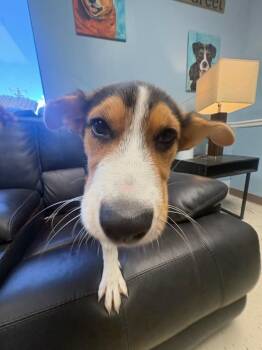 Nacho Cheese -  Cattle Dog and Shepherd Dog for Adoption in Blountville, Tennessee - Nacho Cheese | PetCurious