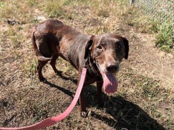DOUG -  Labrador Retriever Dog for Adoption in Mckinleyville, California - DOUG | PetCurious