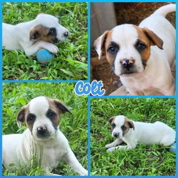 Boxer and American Staffordshire Terrier Dogs Available for Adoption in Blacksburg, South Carolina - Colt | PetCurious